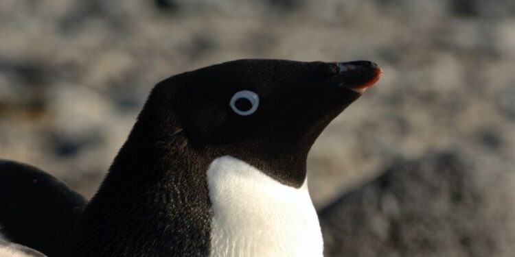 pinguinada